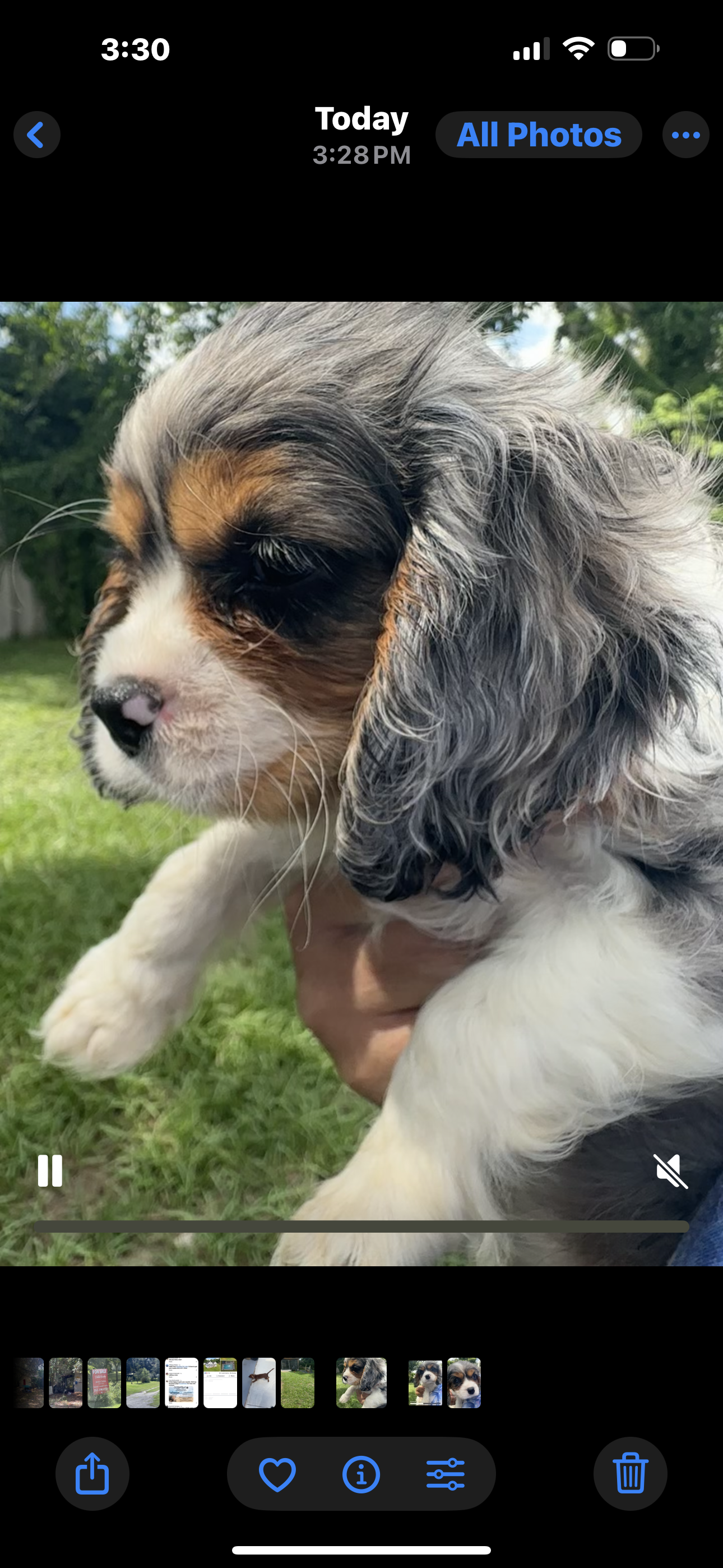 Gemma