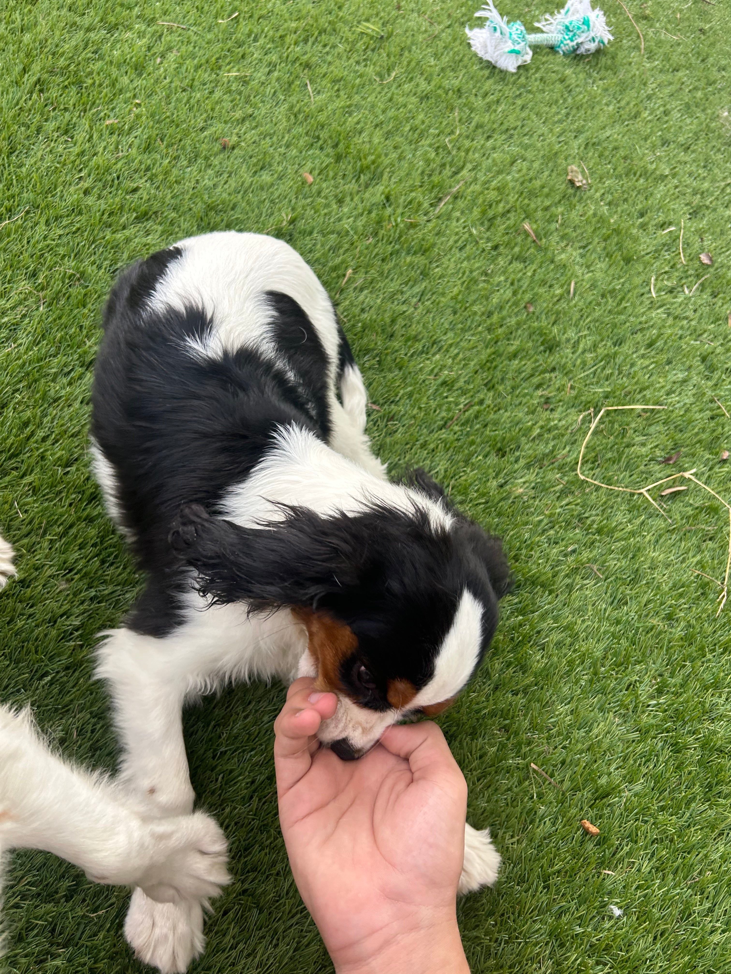 Travis (rescue)
