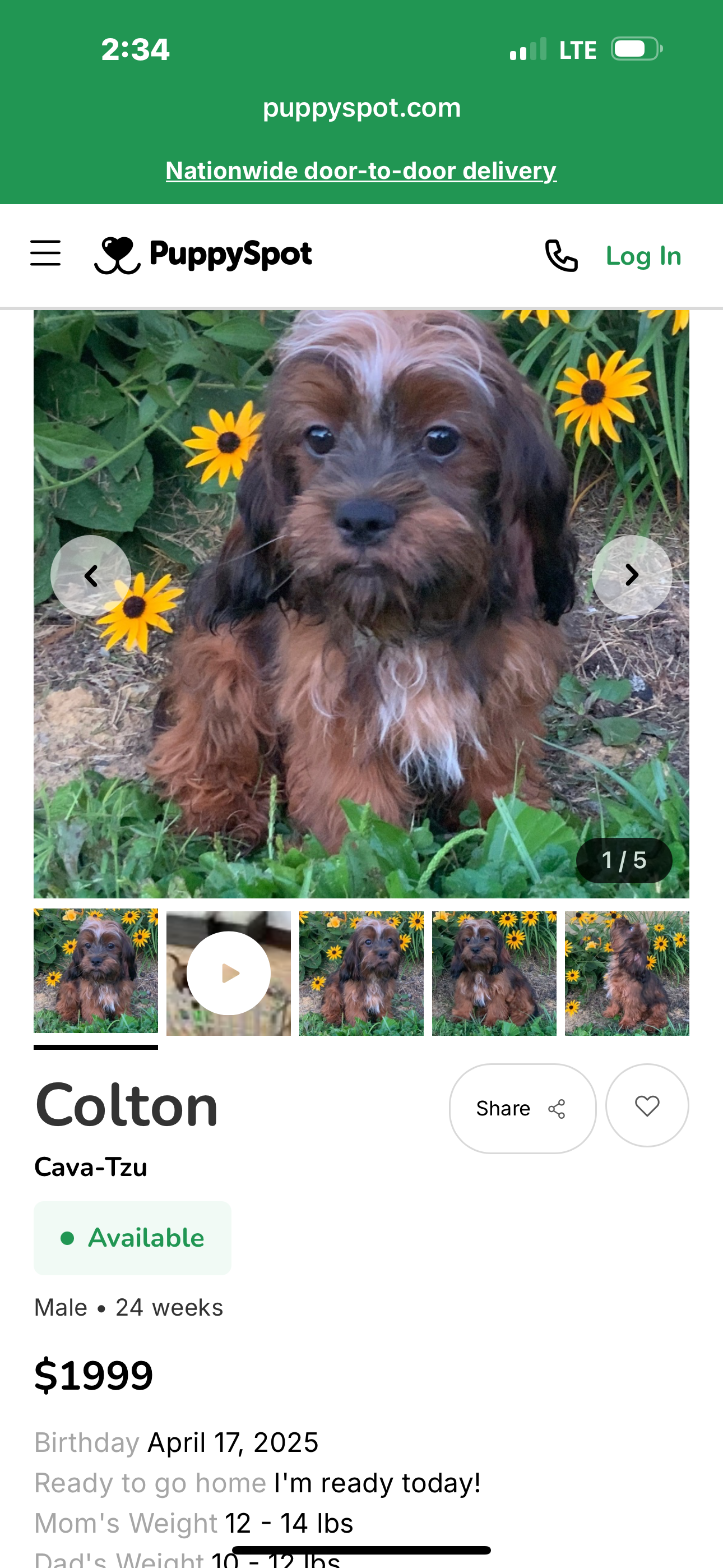 Lovely (Cavi-Tzu) rescue