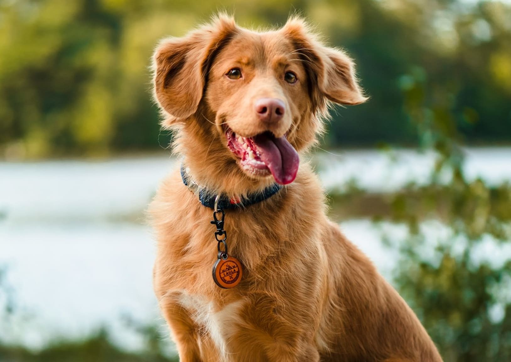 Simple & Stress-Free Adoption